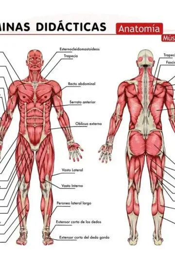 Láminas Didácticas Anatomía Geu